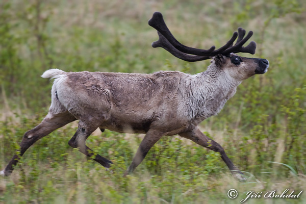 Renne ou caribou