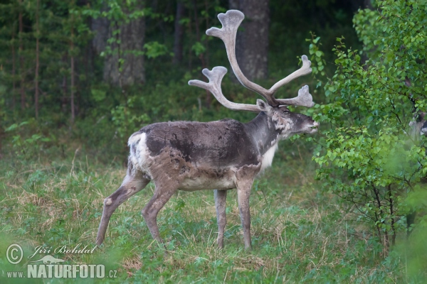 Renne ou caribou