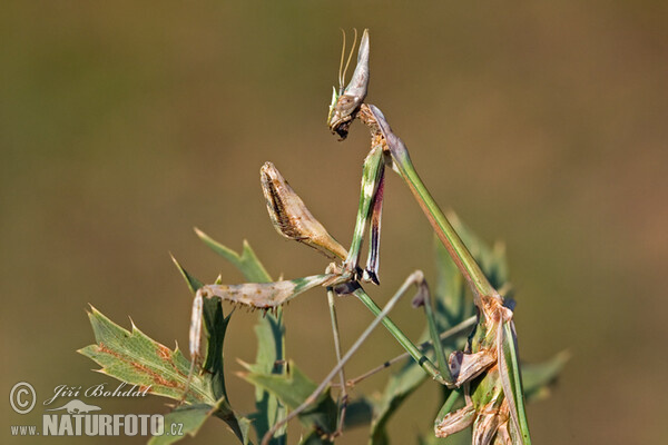 Resastotipalka bogomolka