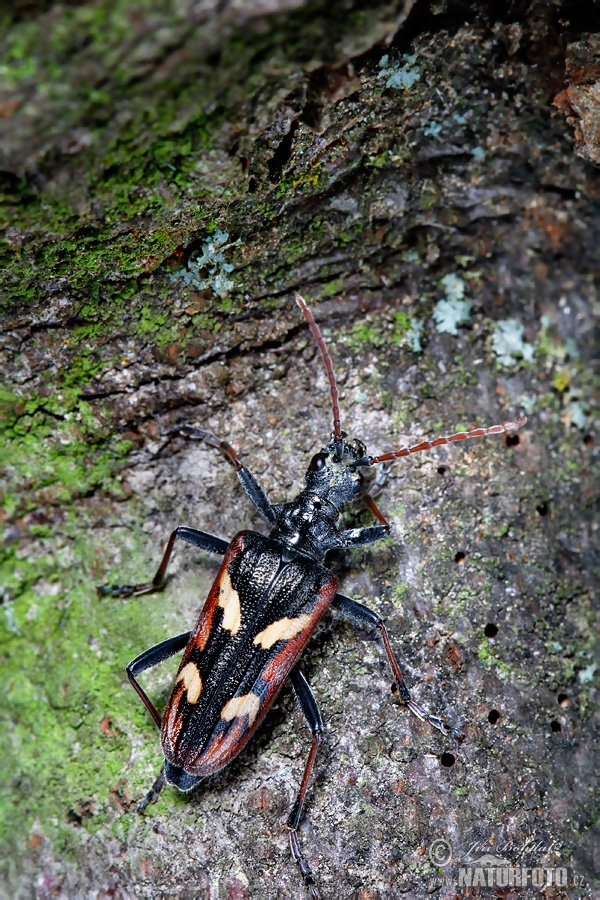 Rhagium bifasciatum