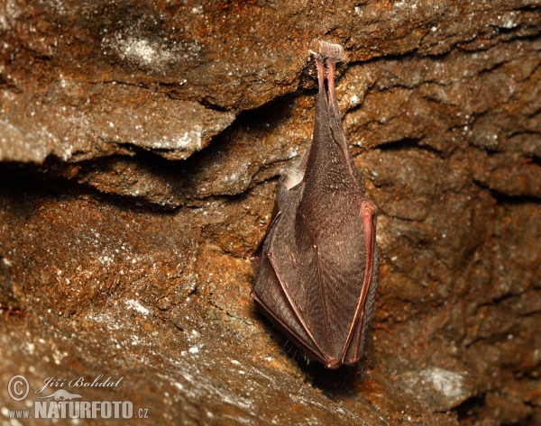 Rhinolophus hipposideros