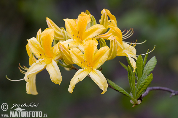 Rhododendron