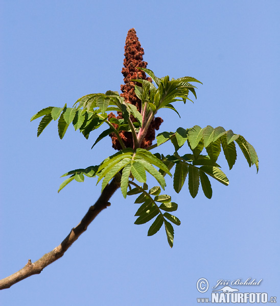 Rhus typhina