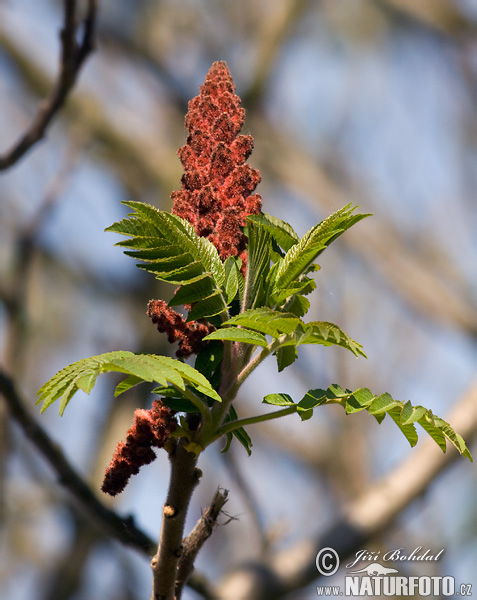 Rhus typhina