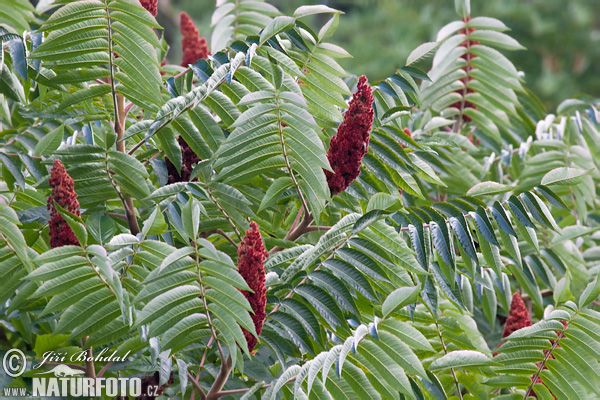 Rhus typhina