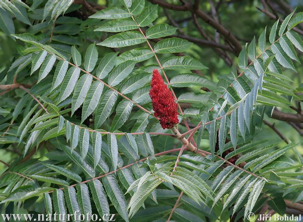 Rhus typhina