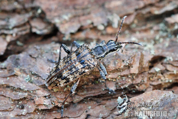 Ribbed pine borer (Rhagium inquisitor)