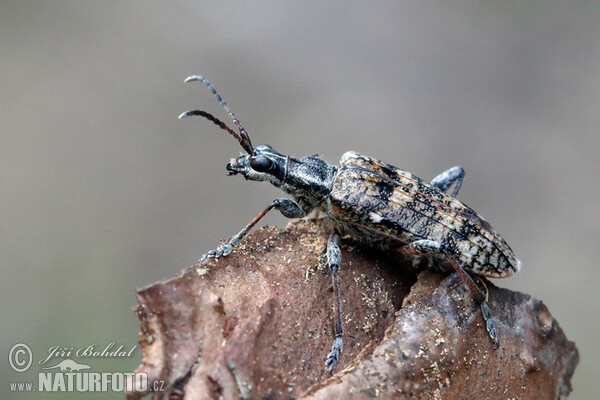 Ribbed pine borer (Rhagium inquisitor)