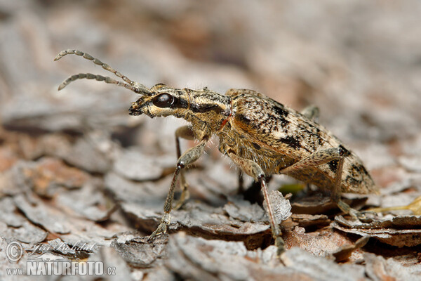 Ribbed pine borer (Rhagium inquisitor)