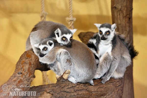 Ring-tailed lemur (Lemur catta)