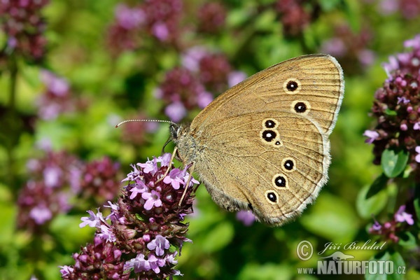 Ringlet (Aphantopus hyperantus)