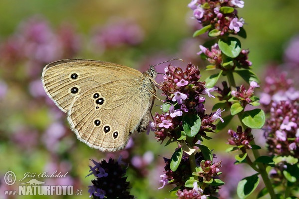 Ringlet (Aphantopus hyperantus)