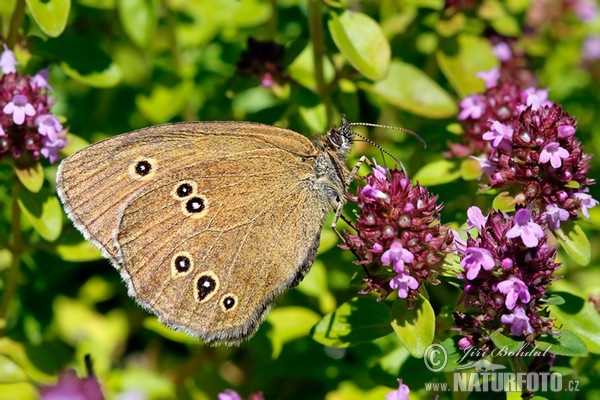 Ringlet (Aphantopus hyperantus)