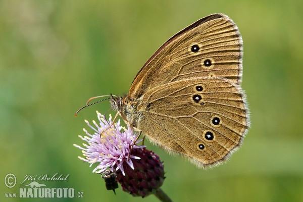 Ringlet (Aphantopus hyperantus)