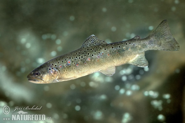 Riverine Brown Trout (Salmo trutta morpha fario)