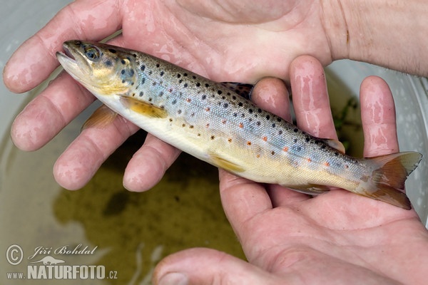 Riverine Brown Trout (Salmo trutta morpha fario)