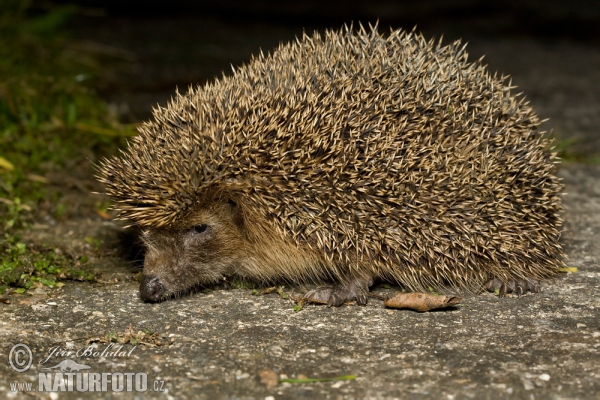 Rjavoprsi jež