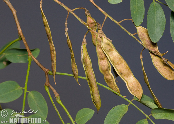 robinia acacia