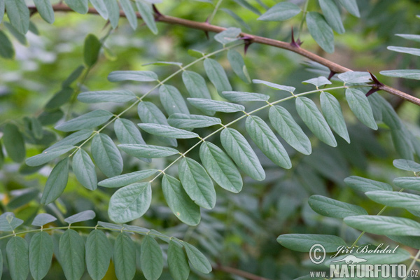 Robinia akacjowa