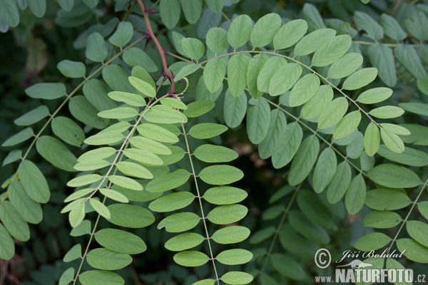 Robinia akacjowa