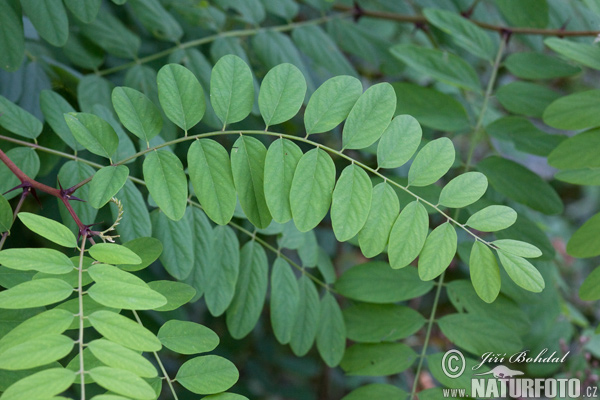 Robinia akacjowa