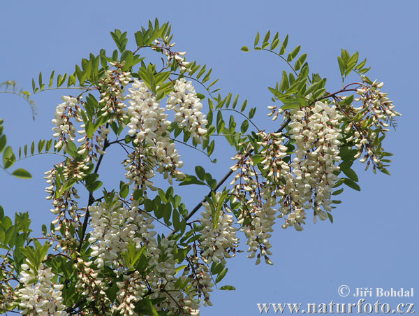 Robinia akacjowa