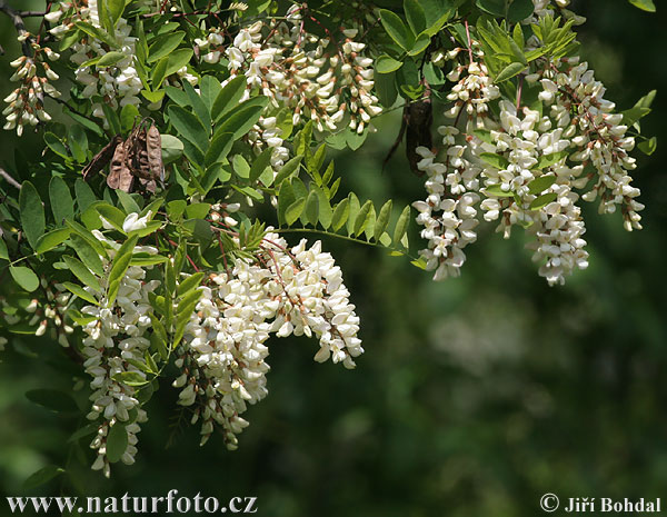 Robinia pseudoacacia