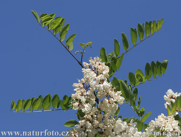 Robinier faux-acacia