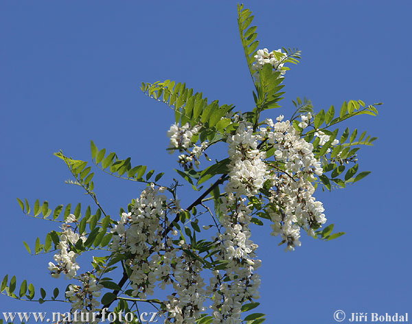 Robinier faux-acacia