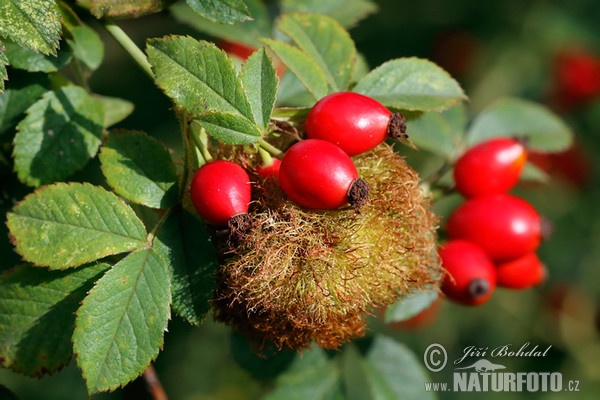 Robin´s Pin Cushion - Bedeguar gall (Diplolepis rosae)