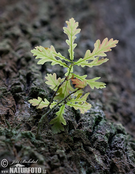 Roble común