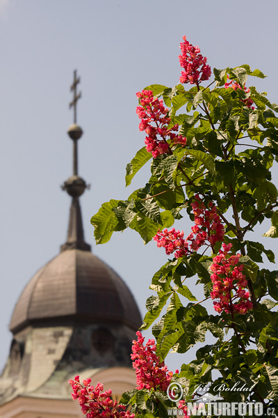 Rödblommig hästkastanj