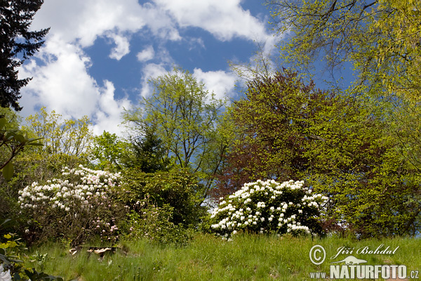 Rododendron