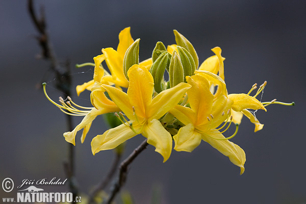 Rododendron