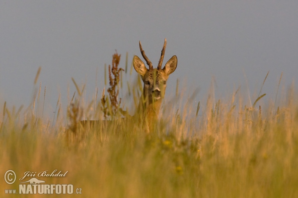 Roe Deer (Capreolus capreolus)