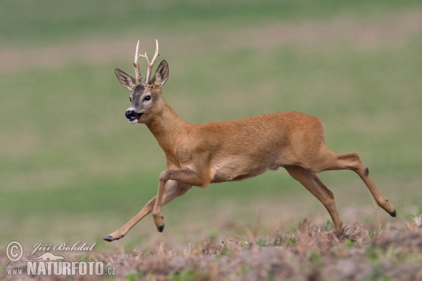 Roe Deer (Capreolus capreolus)