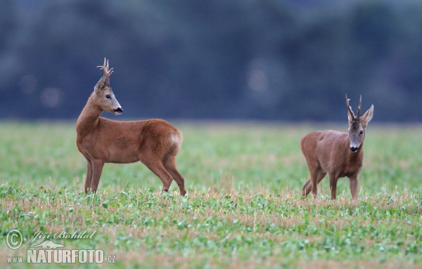 Roe Deer (Capreolus capreolus)