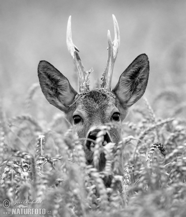 Roe Deer (Capreolus capreolus)