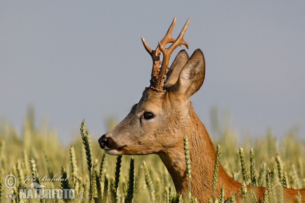 Roe Deer (Capreolus capreolus)