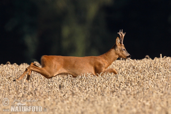 Roe Deer (Capreolus capreolus)