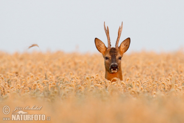 Roe Deer (Capreolus capreolus)