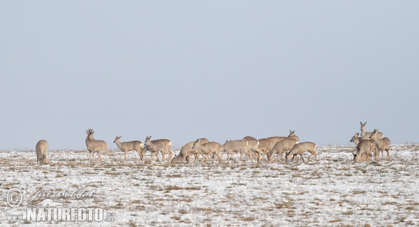 Roe Deer (Capreolus capreolus)