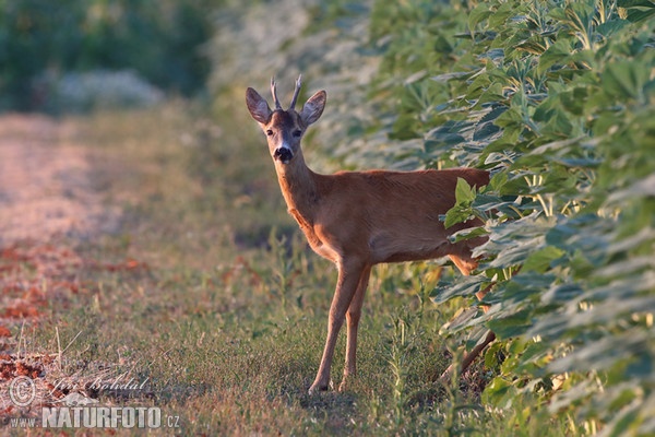 Roe Deer (Capreolus capreolus)