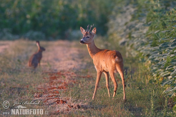 Roe Deer (Capreolus capreolus)