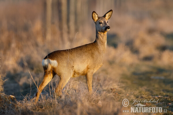 Roe Deer (Capreolus capreolus)