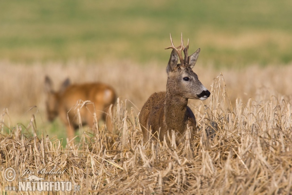 Roe Deer (Capreolus capreolus)