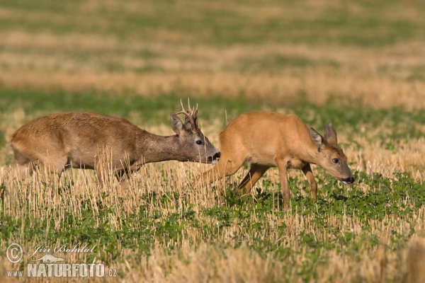 Roe Deer (Capreolus capreolus)