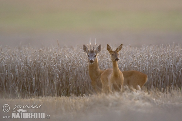 Roe Deer (Capreolus capreolus)