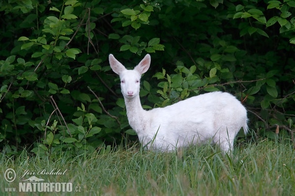 Roe Deer - Doe - Albino (Capreolus capreolus)