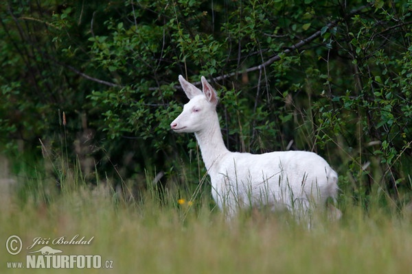 Roe Deer - Doe - Albino (Capreolus capreolus)